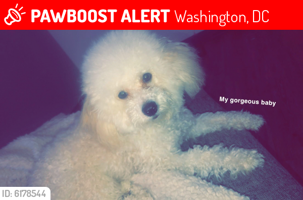 Lost Female Dog last seen Park on 1st st , Washington, DC 20001