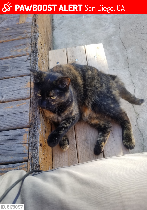 Lost Female Cat last seen Near Morningside St. San Diego CA, San Diego, CA 92139