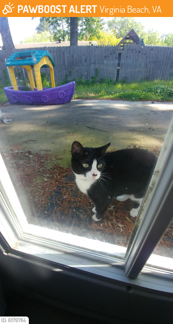 Found/Stray Female Cat last seen Near Cardo Pl backyard. Near Bamberg/Cardini. Currently secured inside residence., Virginia Beach, VA 23453