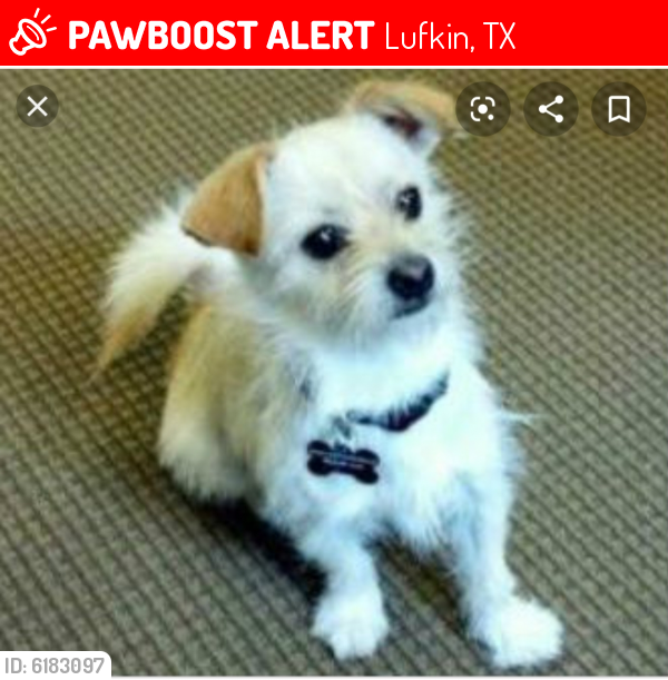 Lost Male Dog last seen Dollar general in central texas , Lufkin, TX 75904