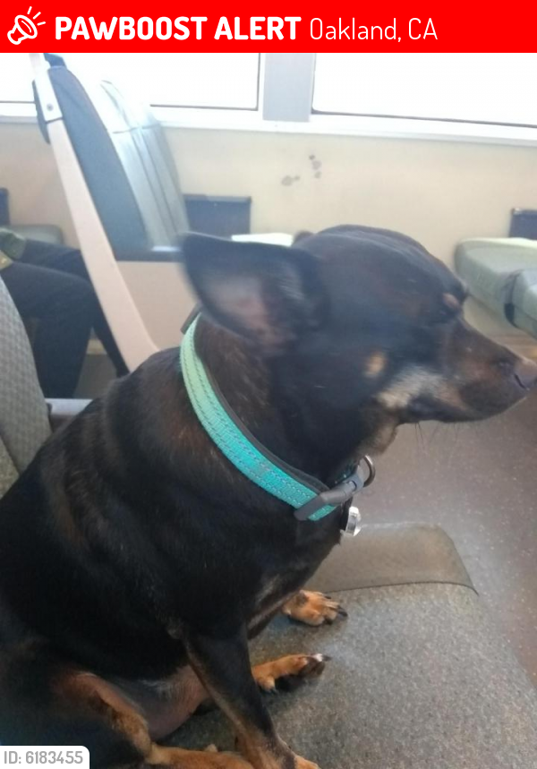 Lost Male Dog last seen go gas station 720 high st and colisieum, Oakland, CA 94601
