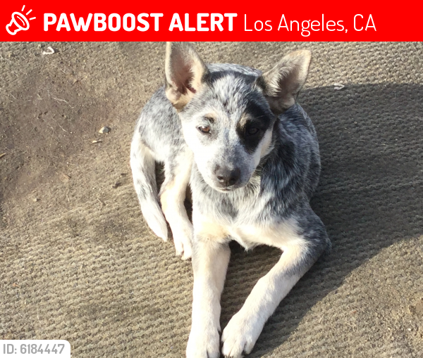 Lost Female Dog last seen Tamarack Ave , Telfair Ave, Los Angeles, CA 91352