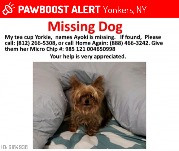 Lost Female Dog last seen Van Cortlandt Park Avenue and Louden Street, Yonkers, NY 10705
