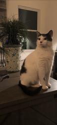 Reunited Male Cat last seen boschertown and hwy b, Rivers Township, MO 63301