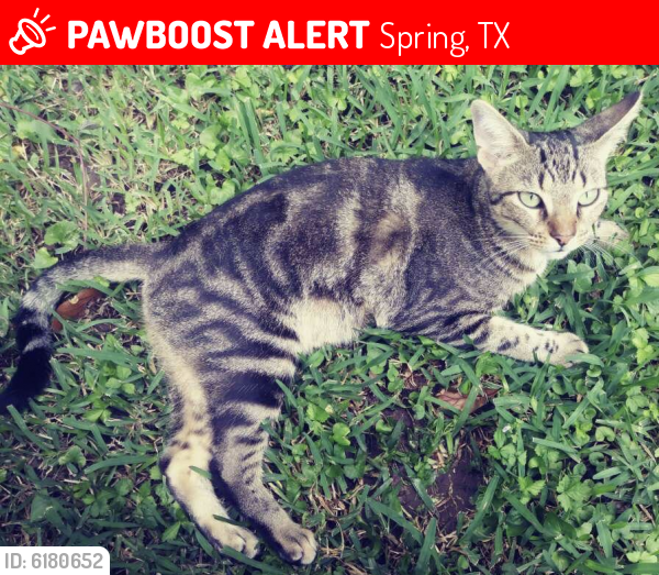 Lost Female Cat last seen Near Carelia Lane spring Texas , Spring, TX 77379