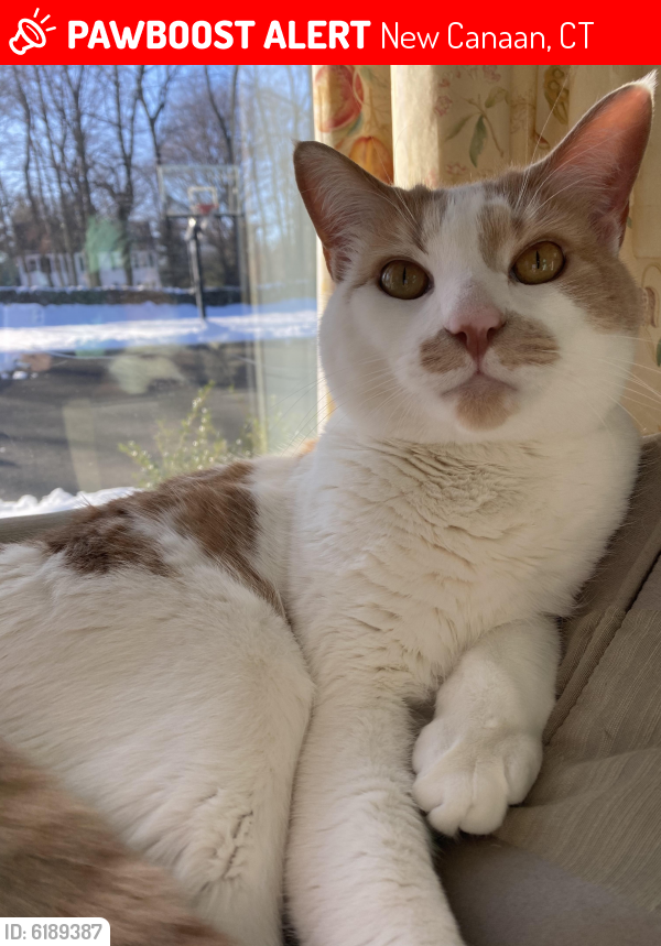 Lost Male Cat last seen RT123/New Norwalk Road and Silvermine area, New Canaan, CT 06840