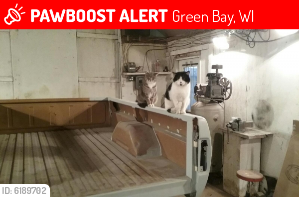 Lost Male Cat last seen Wietor dr.next to howard dog park, Green Bay, WI 54303