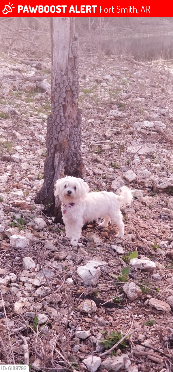 Lost Female Dog last seen Near street on south side of fort smith, Fort Smith, AR 72901