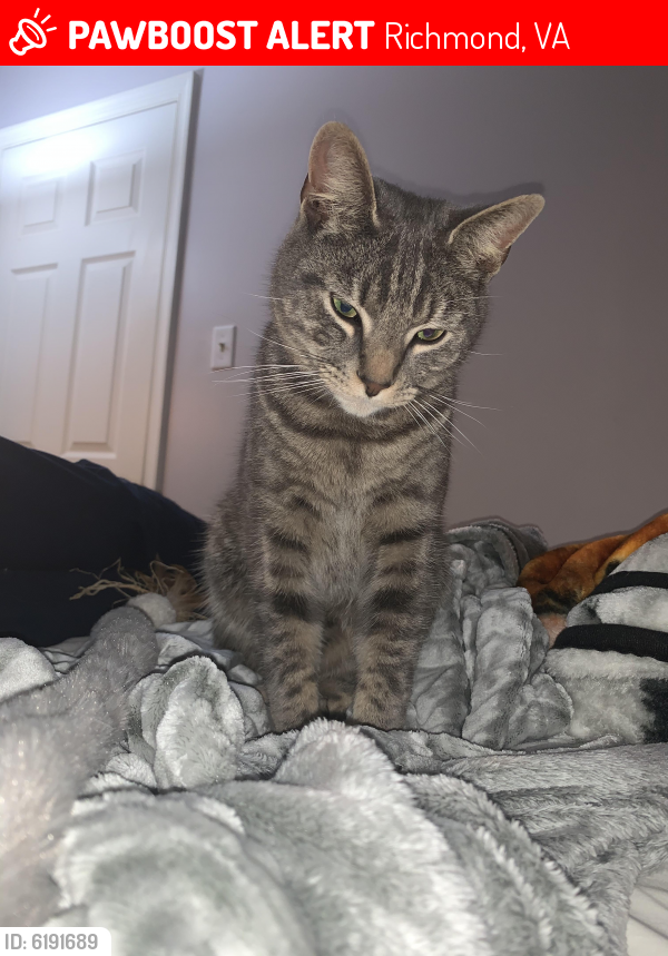 Lost Male Cat in Richmond, VA 23227 Named Bentley (ID 6191689) PawBoost