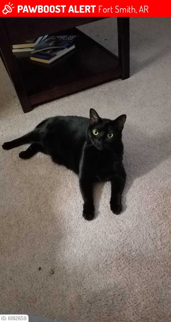 Lost Female Cat last seen Near Quebec , Fort Smith, AR 72908