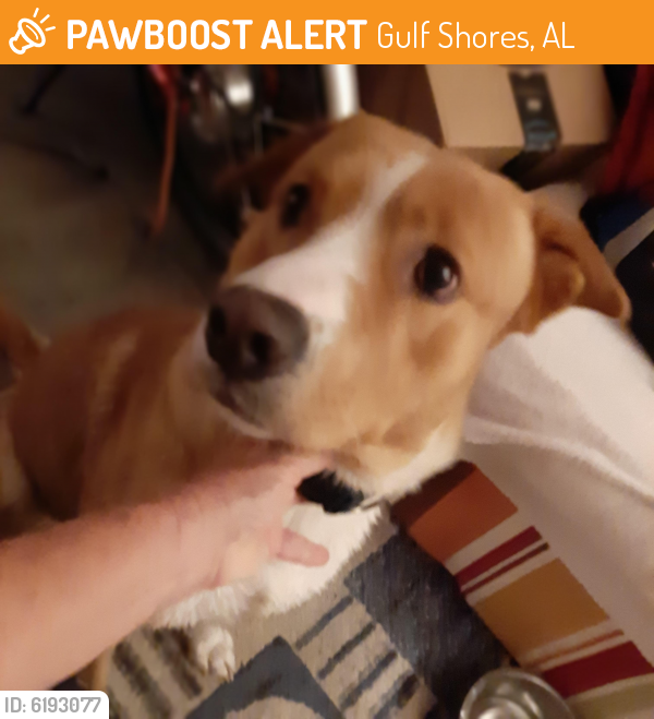 Found/Stray Male Dog last seen Hwy 59, Gulf Shores, AL 36542