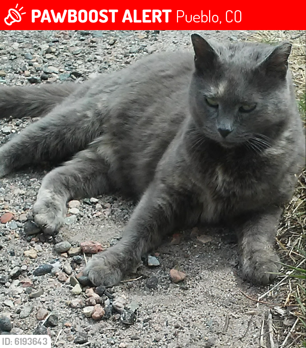 Lost Female Cat last seen 8th and Salem/Reading/Troy (EAST SIDE Pueblo), Pueblo, CO 81001