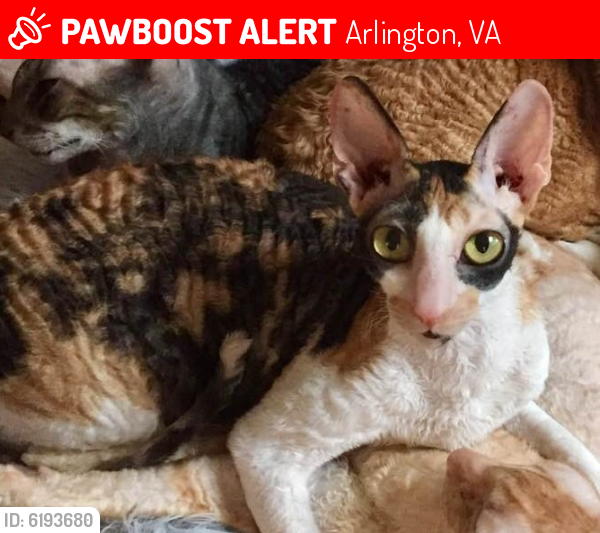 Lost Female Cat last seen N. Randolph St & 18th Rd N, Arlington, VA 22207