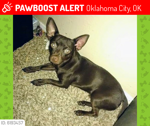Lost Male Dog last seen N. Rockwell and NW 63rd St, Oklahoma City, OK 73142
