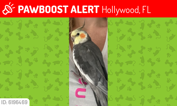 Lost Male Bird last seen 13th and washington street hollywood, florida 33019, Hollywood, FL 33019
