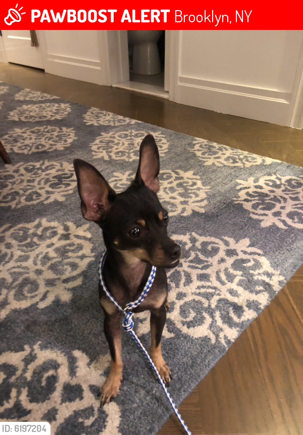 Lost Male Dog last seen Fulton and St. James, Brooklyn, NY 11238