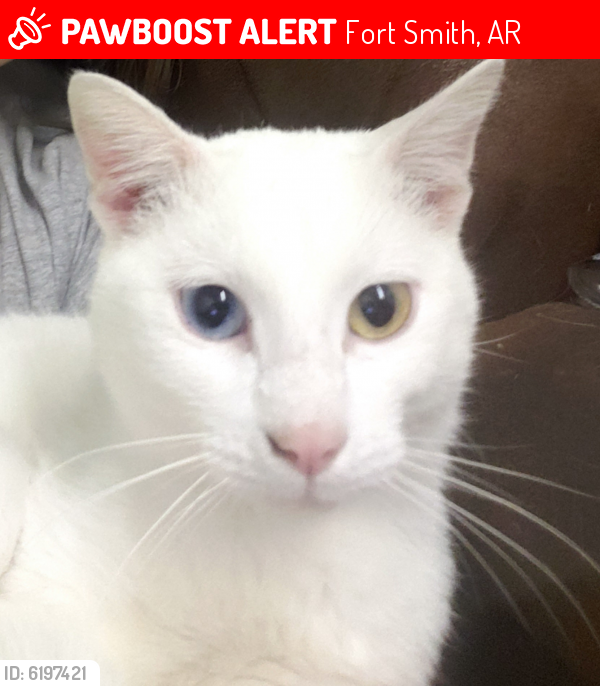 Lost Male Cat last seen 31st Street at the brick duplexes, Fort Smith, AR 72901