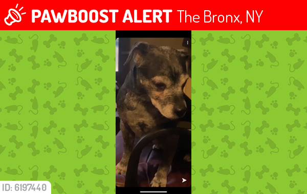 Lost Female Dog last seen E. 234St. Bronx, N.Y., The Bronx, NY 10466
