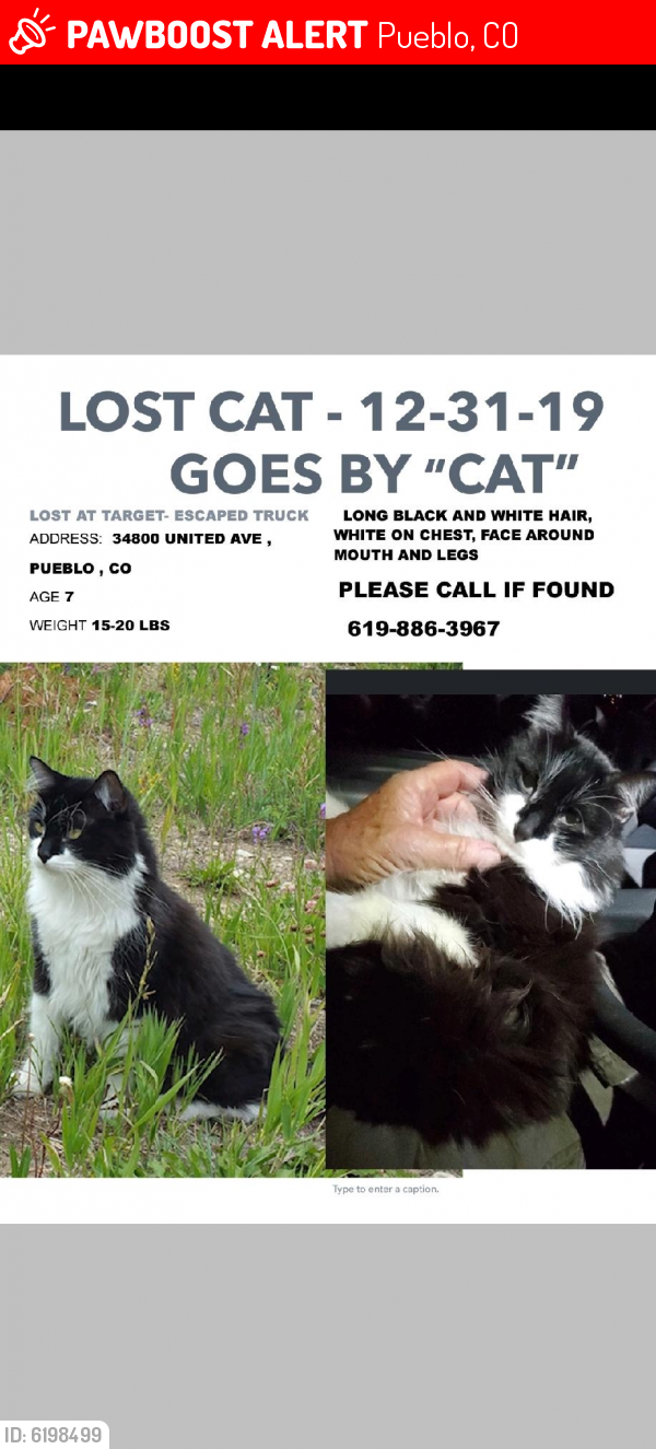 Lost Male Cat last seen Near E United Ave, Pueblo, CO 81001, Pueblo, CO 81001