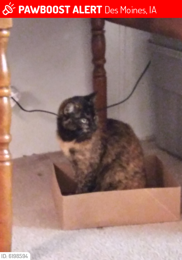 Lost Female Cat last seen Hy-Vee on Mlk Jr Pkwy, Des Moines, IA 50311