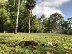 Reunited Female Dog last seen Wayside Dr and Orange Ave, Sanford, FL 32771