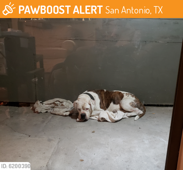 Found/Stray Male Dog in San Antonio, TX 78218 (ID 6200390) PawBoost