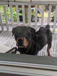 Reunited Male Dog last seen Demmer Avenue, Pittsburgh, PA 15104