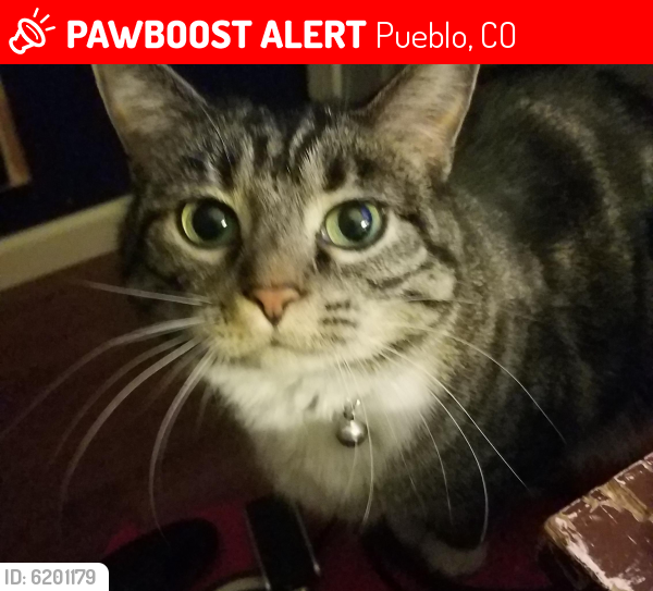 Lost Female Cat last seen Langdon dr , Pueblo, CO 81001