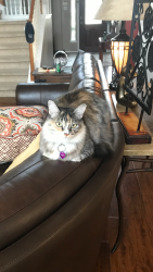 Lost Female Cat last seen Edgecroft Court and Brighton Trail , Tomball, TX 77377
