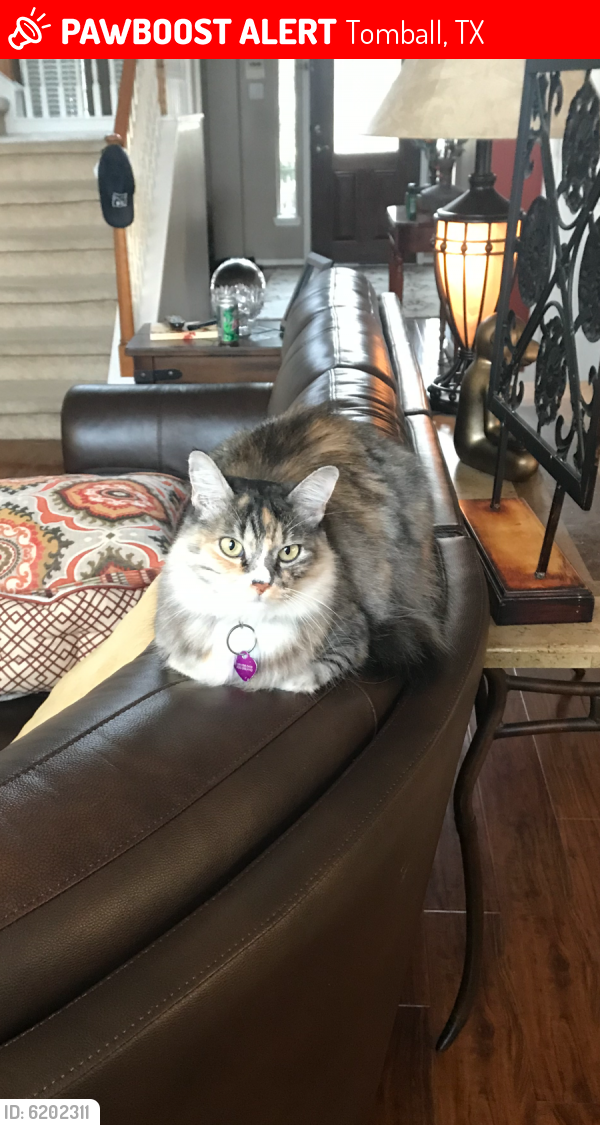 Lost Female Cat last seen Edgecroft Court and Brighton Trail , Tomball, TX 77377