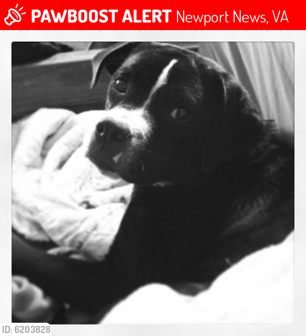 Lost Female Dog last seen Bellwood Rd and Tyler Ave, Newport News, VA 23601