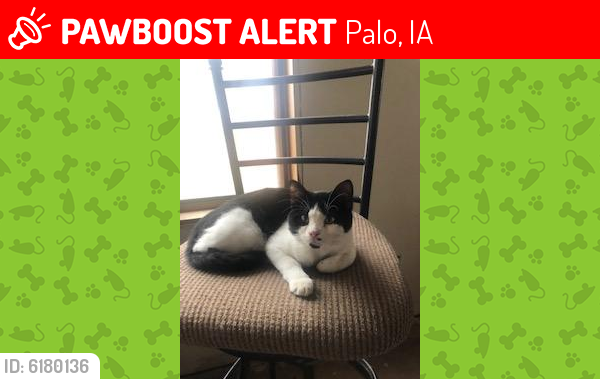 Lost Male Cat last seen Near Sisley Grove Road, Palo, IA 52324