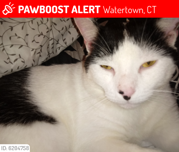 Lost Male Cat last seen Fairview or Buckingham st Oakville, Watertown, CT 06779