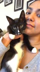 Reunited Male Cat last seen Abode Apartments, San Antonio, TX 78229