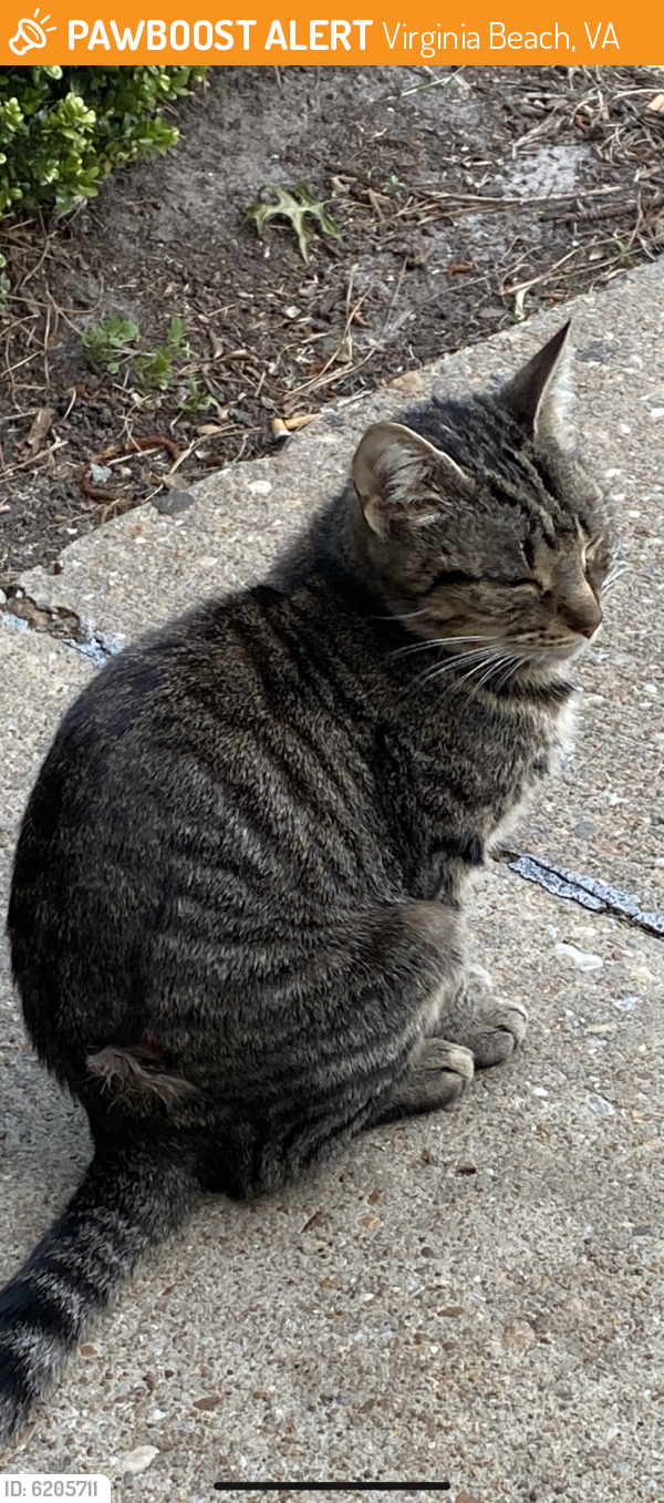 Found/Stray Unknown Cat last seen W. Intruder circle , Virginia Beach, VA 23454
