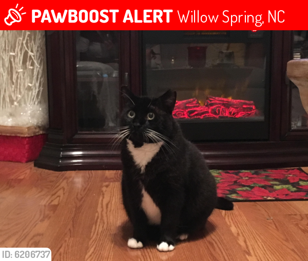 Lost Male Cat last seen Birch Field Street/Quail Roost off Kennebec Road & 42, Willow Spring, NC 27592