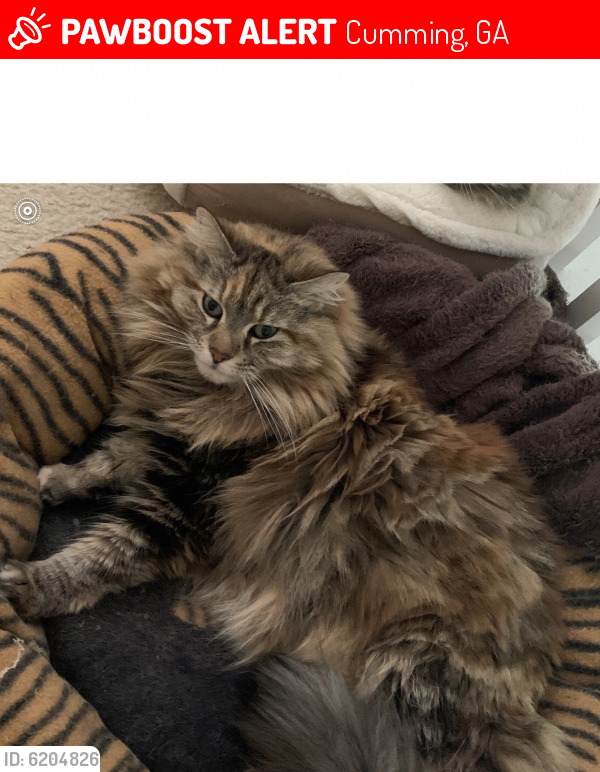 Lost Female Cat in Cumming, GA 30041 Named Sandy (ID 6204826) PawBoost