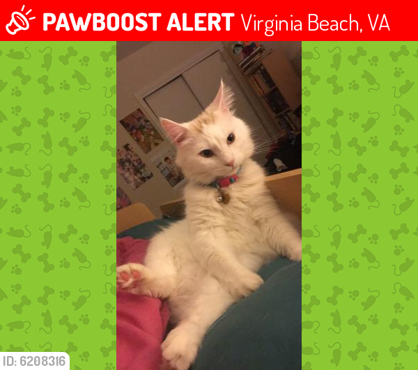 Lost Male Cat last seen Squeezed under the fence to Maple Bay apartments, would probably be around English Court or Village Road, Virginia Beach, VA 23454