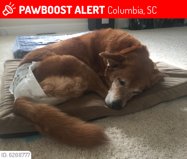 Lost Female Dog last seen Near eagles ridge drive Blythewood SC, Columbia, SC 29203