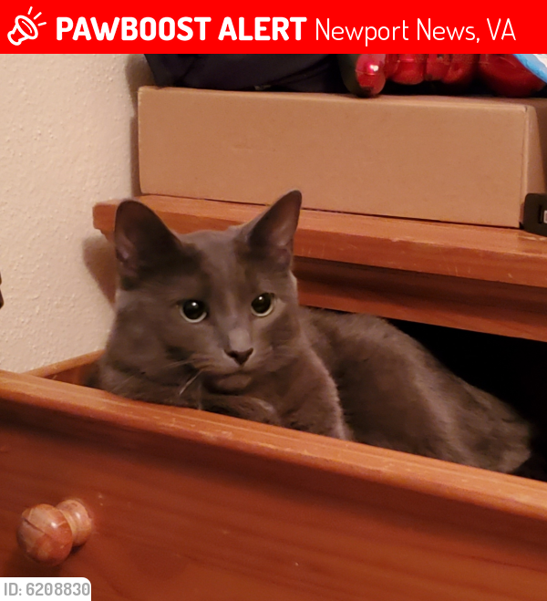 Lost Female Cat last seen Amherst ave across from walmart, Newport News, VA 23605