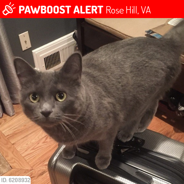 Lost Female Cat last seen Beech Tree Drive and Florence Lane, Rose Hill, VA 22310