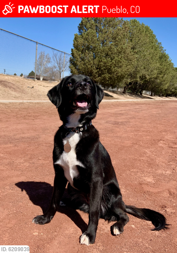 Lost Female Dog last seen Bandera 81005, Pueblo, CO 81005
