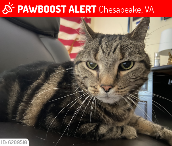 Lost Male Cat last seen Rokeby Oleander, Chesapeake, VA 23325