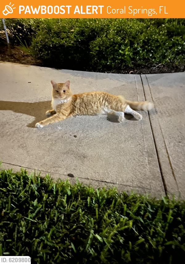Found/Stray Unknown Cat last seen Lakeview drive, Coral Springs, FL 33071