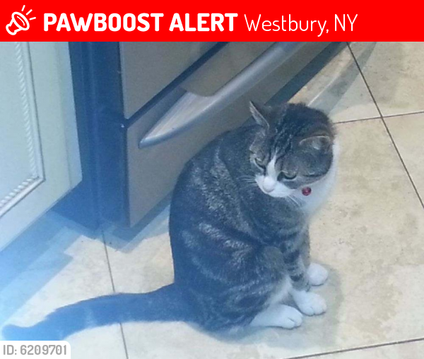 Lost Female Cat last seen Canterbury Street off Jericho Turnpike, Westbury, NY 11590