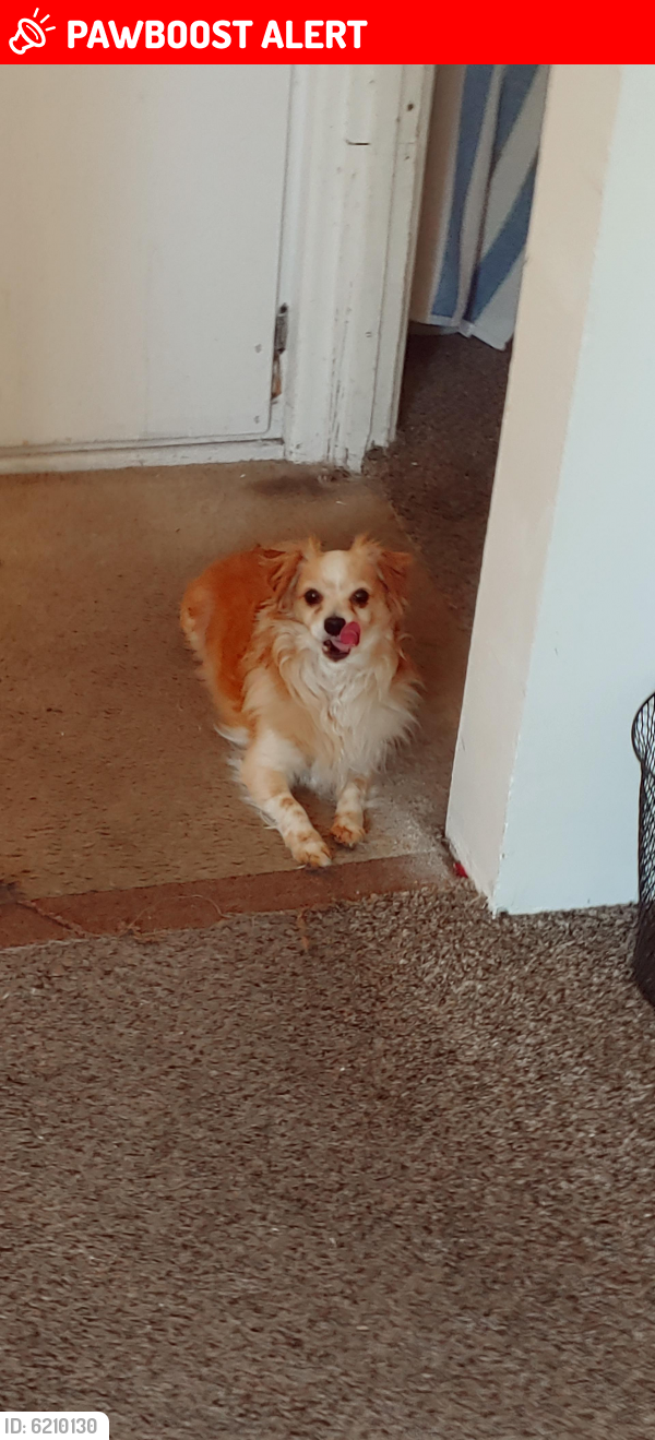 Lost Male Dog last seen Sydney Drive and 6st, East Los Angeles, CA 90022