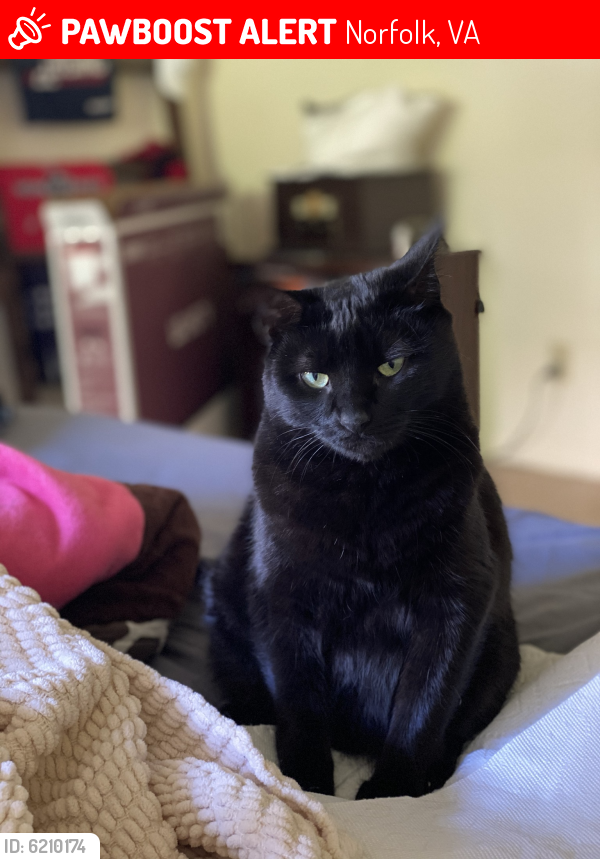 Lost Female Cat last seen Colley and Princess Anne , Norfolk, VA 23517