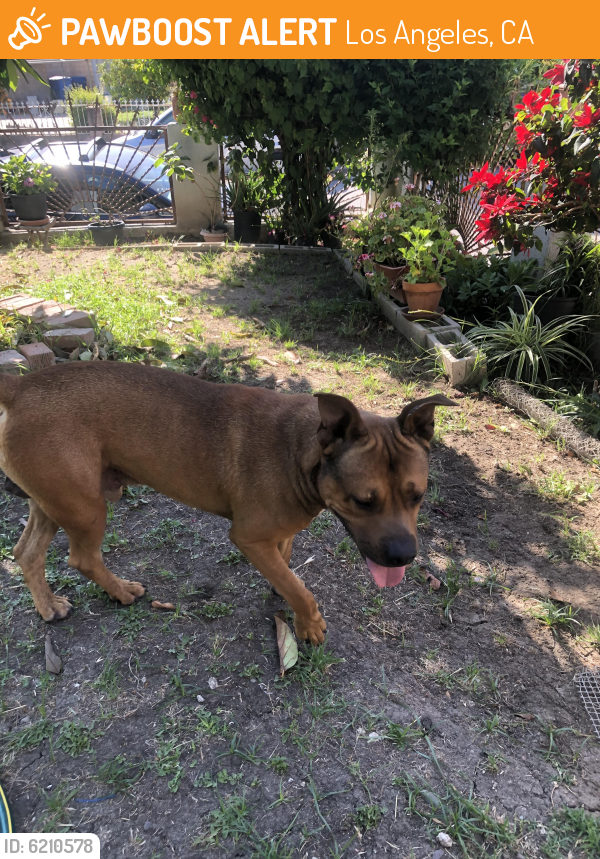 Rehomed Male Dog last seen Edna and Dorchester- El Sereno, Los Angeles, CA 90032