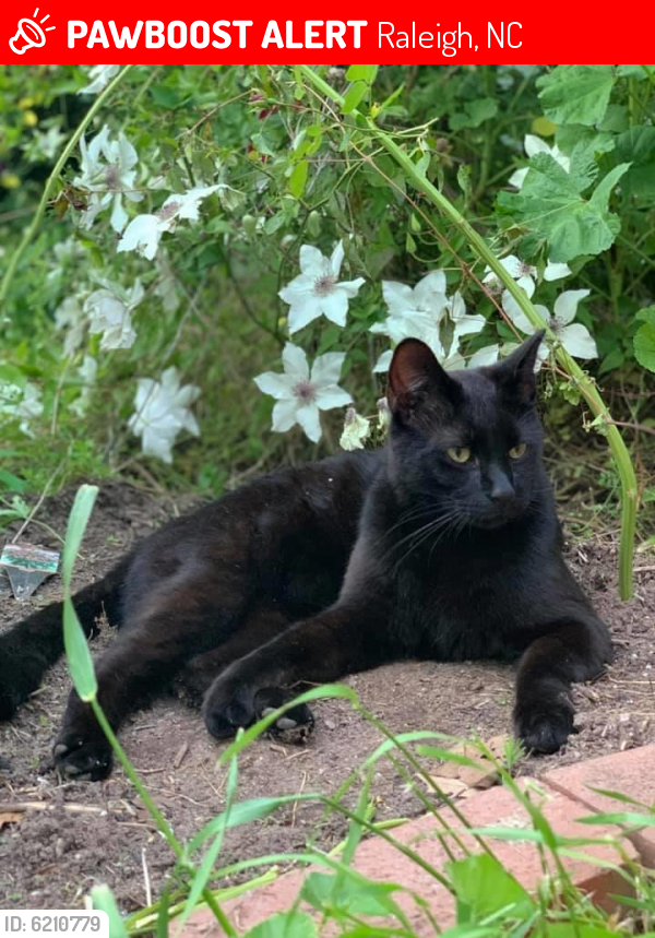 Lost Male Cat last seen Rumson Rd and Barksdale Dr, Raleigh, NC 27610