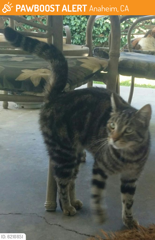 Rehomed Male Cat last seen Orange Ave./Dale St., Anaheim, CA 92804